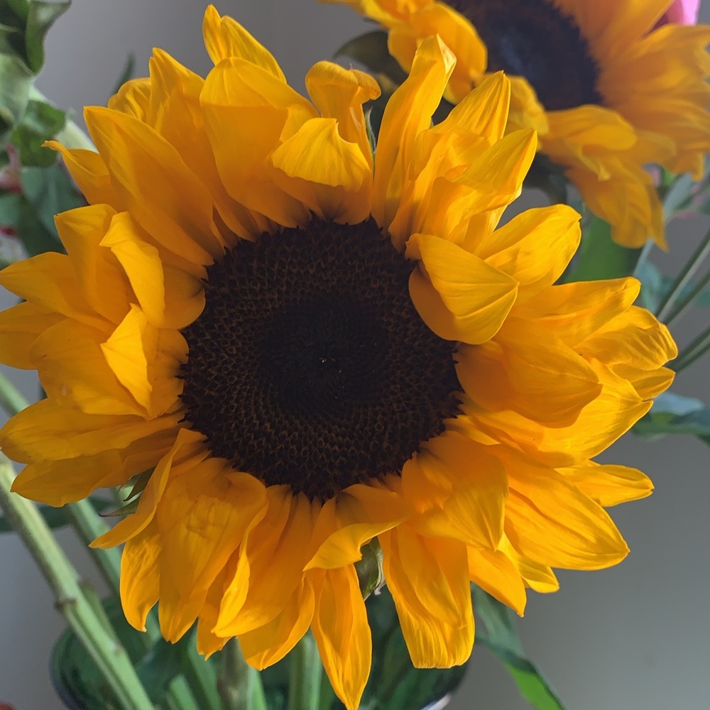 Meet your Posher, Flor_del_sol_boutique